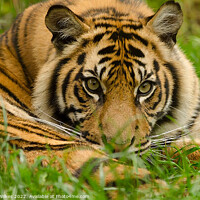 Buy canvas prints of Sumatran Tiger Cub Resting  by Darren Wilkes