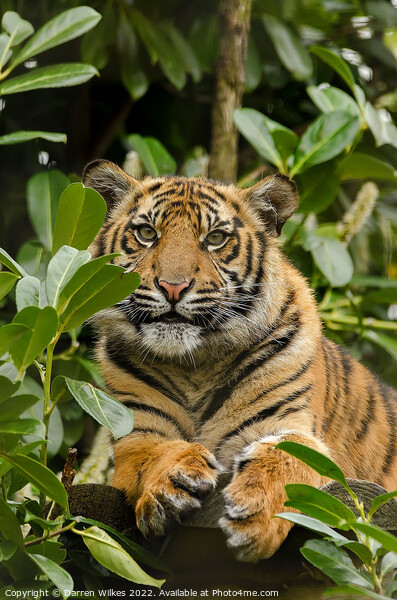  Sumatran Tiger Cub In The Bush  Picture Board by Darren Wilkes