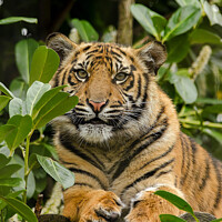 Buy canvas prints of  Sumatran Tiger Cub In The Bush  by Darren Wilkes