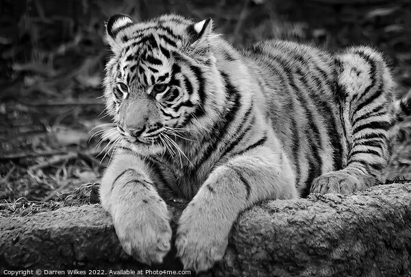  Sumatran Tiger cub in Black and white  Picture Board by Darren Wilkes