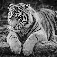 Buy canvas prints of  Sumatran Tiger cub in Black and white  by Darren Wilkes