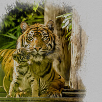 Buy canvas prints of Tiger Watercolour Art by Darren Wilkes