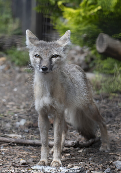 Corsac fox Picture Board by Darren Wilkes