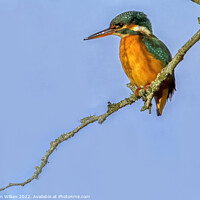 Buy canvas prints of KingFisher (F) by Darren Wilkes
