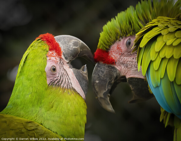 The Great Green Macaw Picture Board by Darren Wilkes