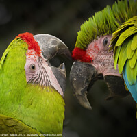 Buy canvas prints of The Great Green Macaw by Darren Wilkes