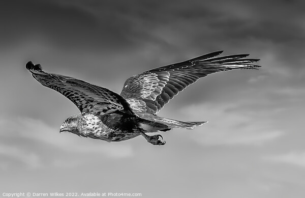 Buzzard soaring the skies Picture Board by Darren Wilkes