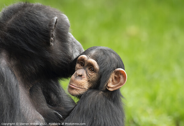  Chimpanzee Mother and Young Picture Board by Darren Wilkes