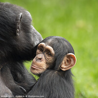 Buy canvas prints of  Chimpanzee Mother and Young by Darren Wilkes