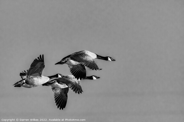  Canada Geese Flying Home  Picture Board by Darren Wilkes