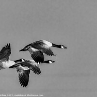 Buy canvas prints of  Canada Geese Flying Home  by Darren Wilkes