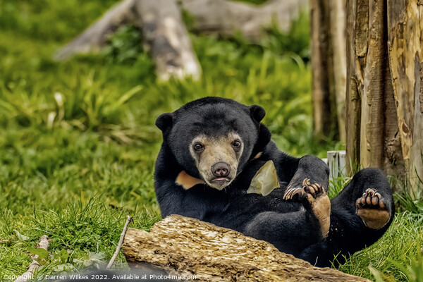 Sun Bear Cub  Picture Board by Darren Wilkes