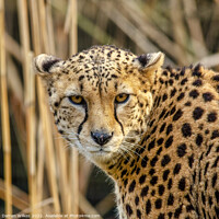 Buy canvas prints of Cheetah Africa by Darren Wilkes