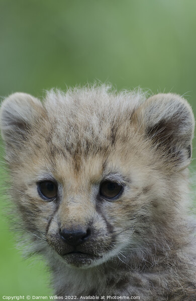 Cheetah Cub Picture Board by Darren Wilkes