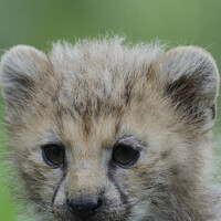 Buy canvas prints of Cheetah Cub by Darren Wilkes