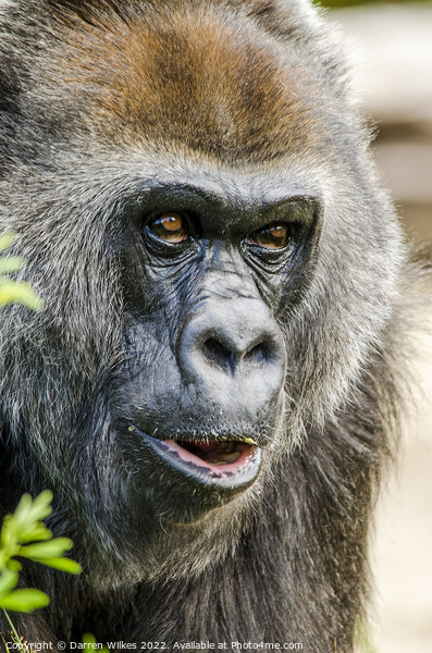 Western lowland Gorilla  Picture Board by Darren Wilkes