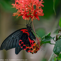 Buy canvas prints of Scarlet Mormon Butterfly  by Darren Wilkes