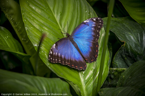 Blue Morpho butterfly  Picture Board by Darren Wilkes