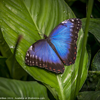 Buy canvas prints of Blue Morpho butterfly  by Darren Wilkes