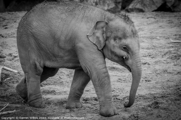 Baby Asian Elephant Picture Board by Darren Wilkes