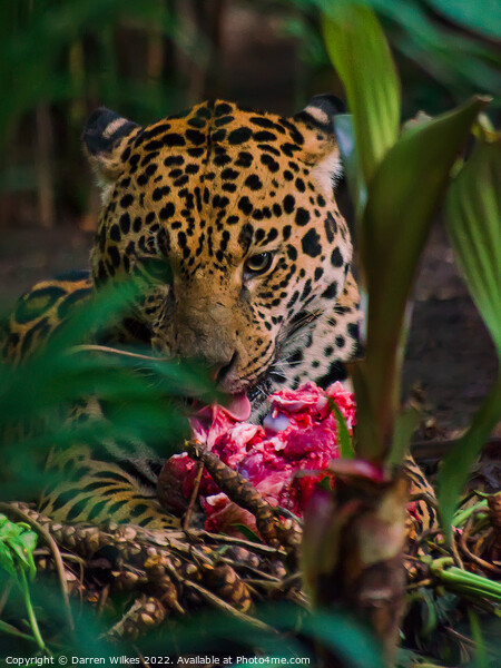 Jaguar eating meat  Picture Board by Darren Wilkes