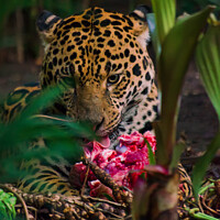 Buy canvas prints of Jaguar eating meat  by Darren Wilkes