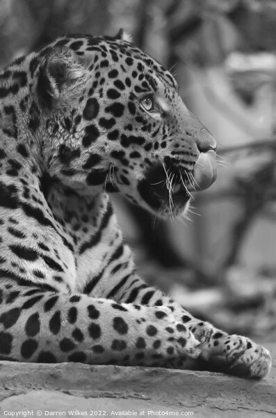 Jaguar in black and white  Picture Board by Darren Wilkes