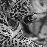 Buy canvas prints of Jaguar in black and white  by Darren Wilkes