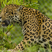 Buy canvas prints of Jaguar  by Darren Wilkes