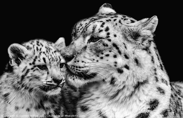 Snow Leopard Mother And Baby Framed Mounted Print by Darren Wilkes