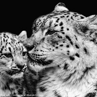 Buy canvas prints of Snow Leopard Mother And Baby by Darren Wilkes