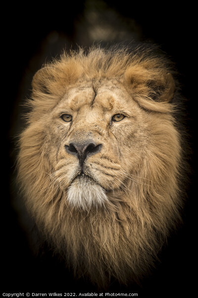 Male Asiatic Lion Picture Board by Darren Wilkes