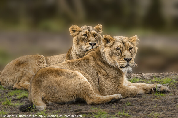 Asiatic Lions  Picture Board by Darren Wilkes