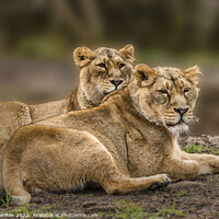 Buy canvas prints of Asiatic Lions  by Darren Wilkes