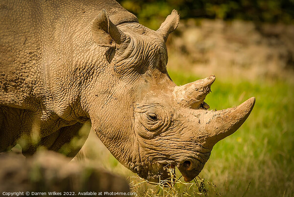 Black Rhinoceros Picture Board by Darren Wilkes