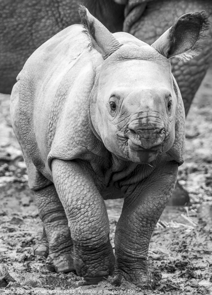 Baby One Horned Rhino Picture Board by Darren Wilkes