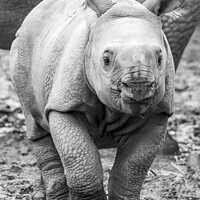 Buy canvas prints of Baby One Horned Rhino by Darren Wilkes