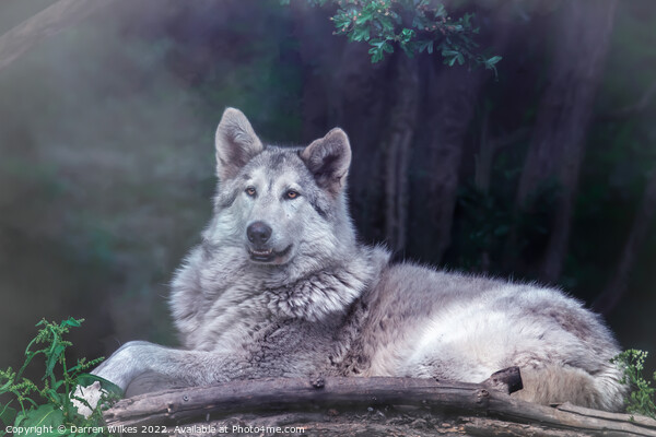 Wolfdog  Picture Board by Darren Wilkes