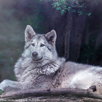 Buy canvas prints of Wolfdog  by Darren Wilkes