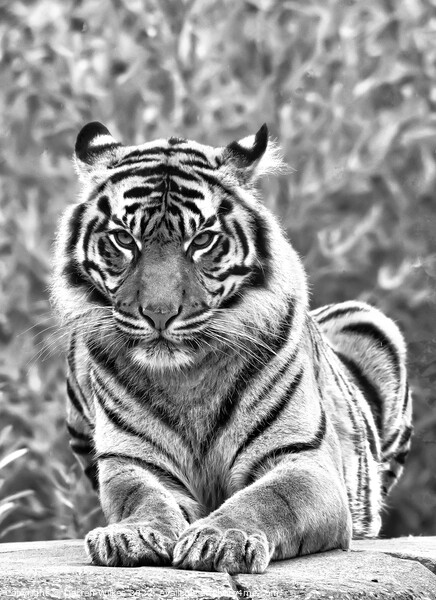 Sumatran Tiger In Black And White Picture Board by Darren Wilkes