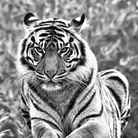 Buy canvas prints of Sumatran Tiger In Black And White by Darren Wilkes