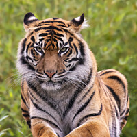Buy canvas prints of Sumatran Tiger on a rock by Darren Wilkes