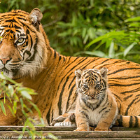 Buy canvas prints of Sumatran Tiger And Cub by Darren Wilkes