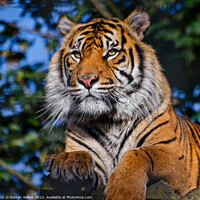 Buy canvas prints of Siberian Tiger  Russia by Darren Wilkes