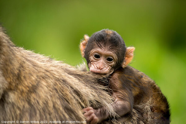 Barbary macaque Picture Board by Darren Wilkes