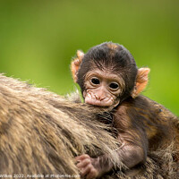 Buy canvas prints of Barbary macaque by Darren Wilkes