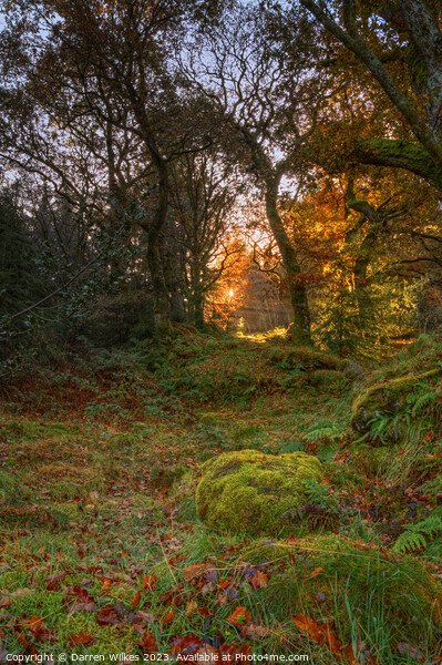 Gwydir Forest Llyn Geirionydd Llanrwst Picture Board by Darren Wilkes