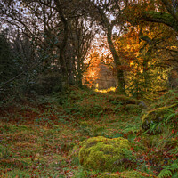 Buy canvas prints of Gwydir Forest Llyn Geirionydd Llanrwst by Darren Wilkes