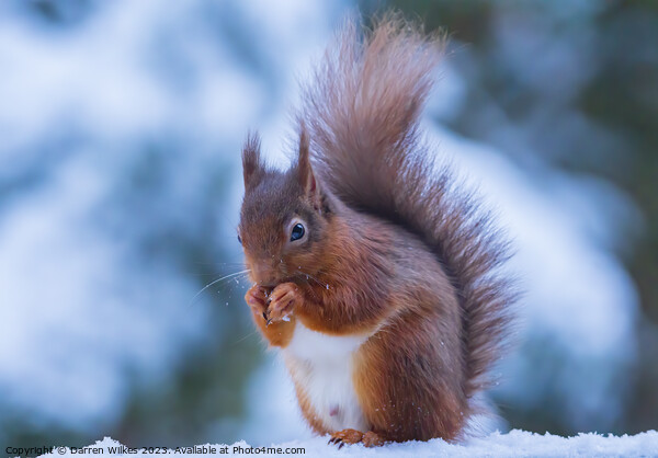 Red Squirrel In The snow Whinfell Forest Picture Board by Darren Wilkes