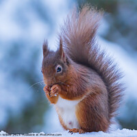 Buy canvas prints of Red Squirrel In The snow Whinfell Forest by Darren Wilkes